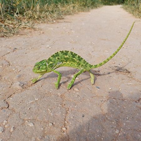 דירות פאראלימני Kapary מראה חיצוני תמונה